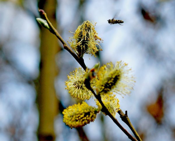 Картина сирень Екатерина Гребенкина