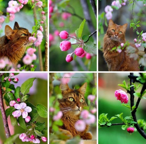 Черри блоссом девушка