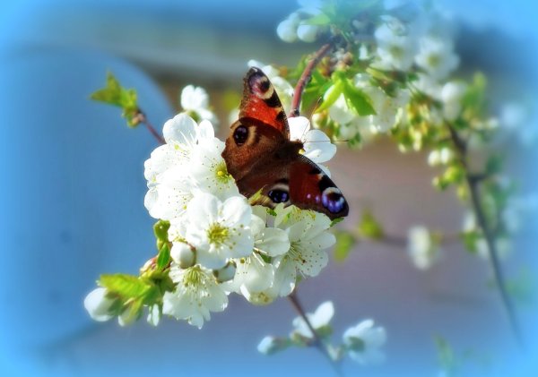 Красота на белом фоне