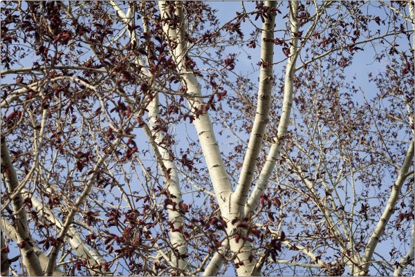 Весенние осины
