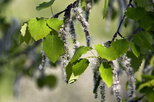 Тополь дрожащий (Populus tremula)