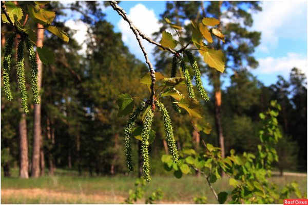 Populus tremula плод