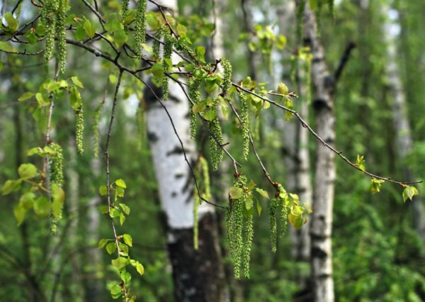 Осина цветет