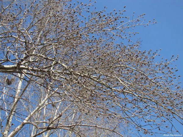 Осина ранней весной