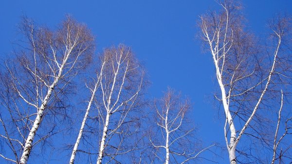 Весна березы