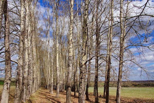 Тополь дерево весной