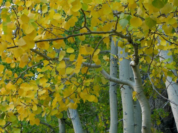 Осина дерево цветет