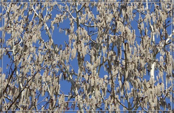 Осина (Populus tremula)