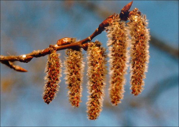 Осина (Populus tremula)