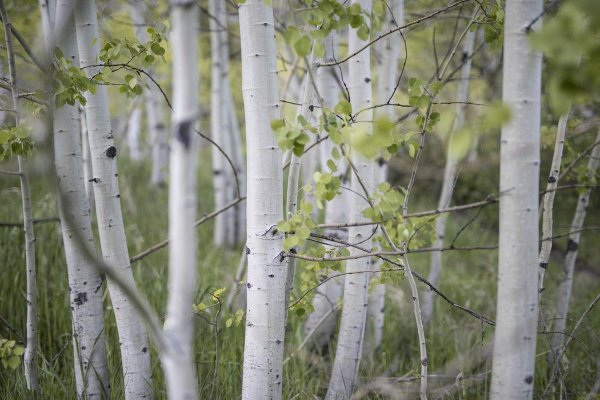 Тополь дрожащий сережки