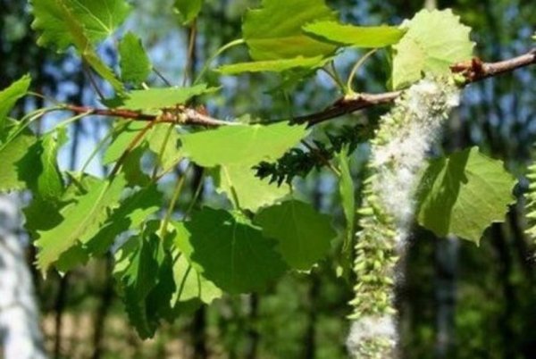 Соцветия Сережка ольха Тополь