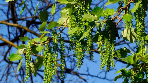 Цветы осины