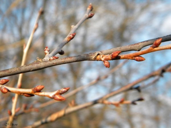 Тополь дерево цветет