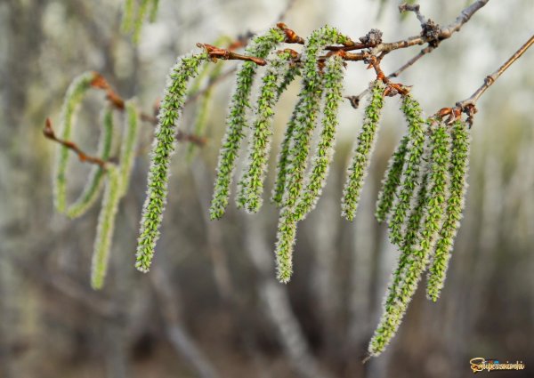 Тополь белый сережки