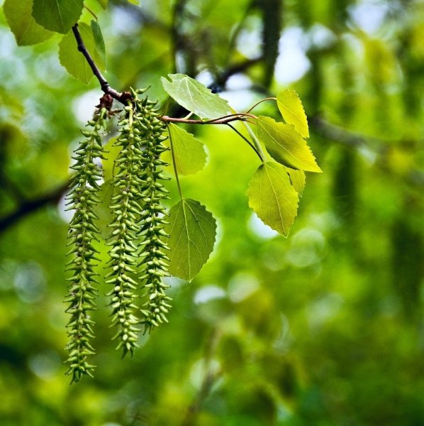 Populus tremula плод