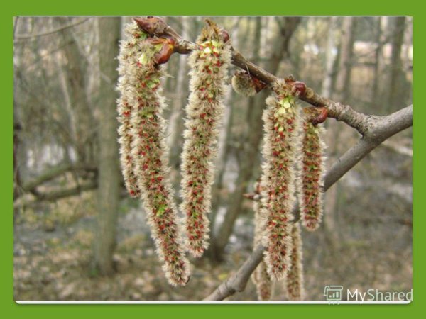 Сережки на деревьях