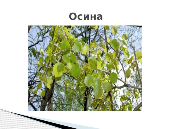 Осина обыкновенная (Pópulus trémula)