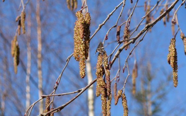 Ольховые сережки