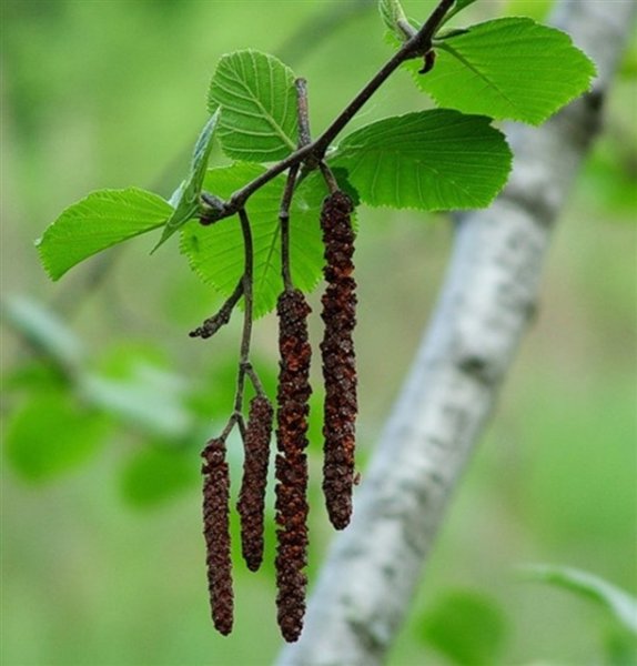 Серёжка Ольховая