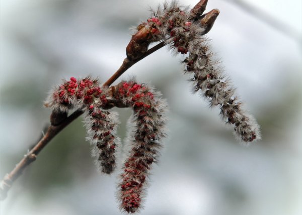 Береза повислая почки