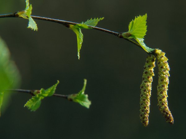 Осина дерево зимой
