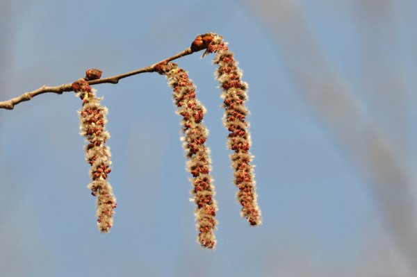 Тополь дерево пух