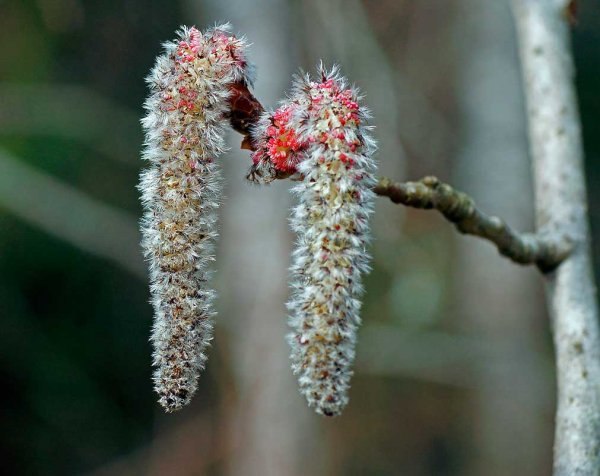 Береза повислая черемуха