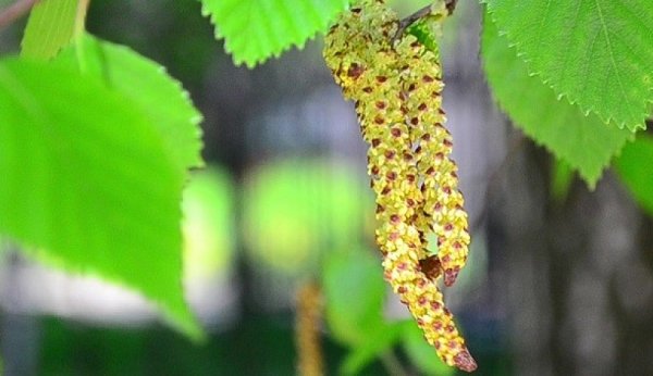 Береза ранней весной