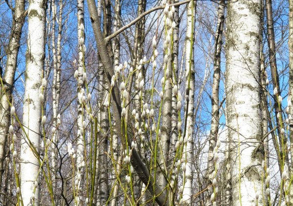 Осина обыкновенная