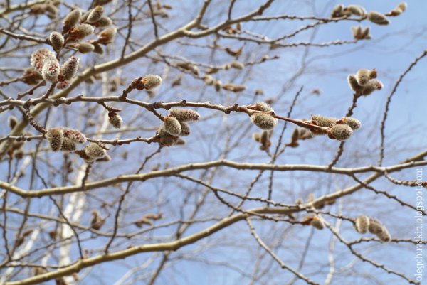 Тополь осиновидный