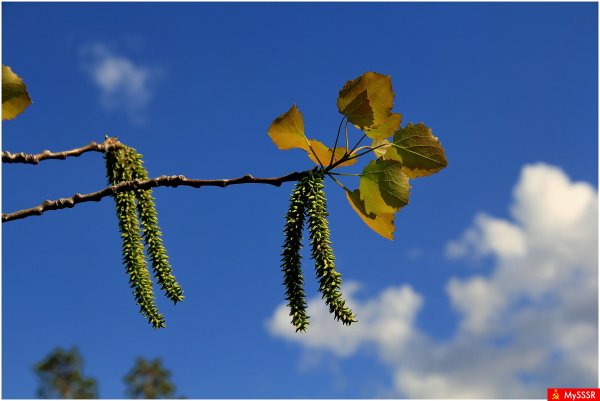 Populus tremula осина цветет