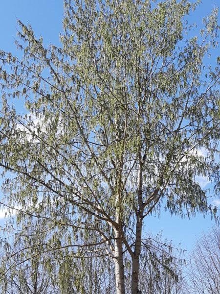 Осина (Populus tremula)