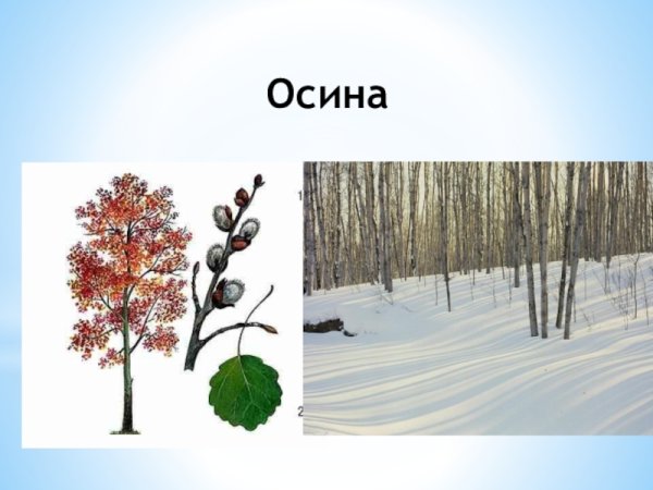 Осиново-березовые леса