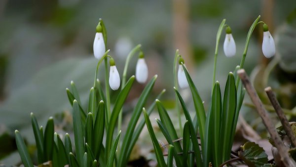 Подснежник ризейский