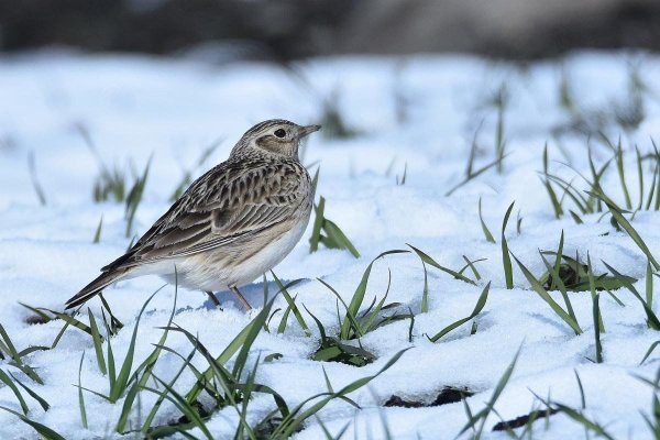 Полевой Жаворонок зимовка