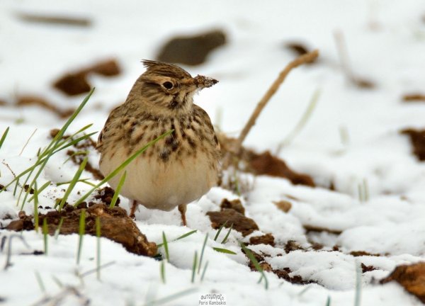 Жаворонок Весна