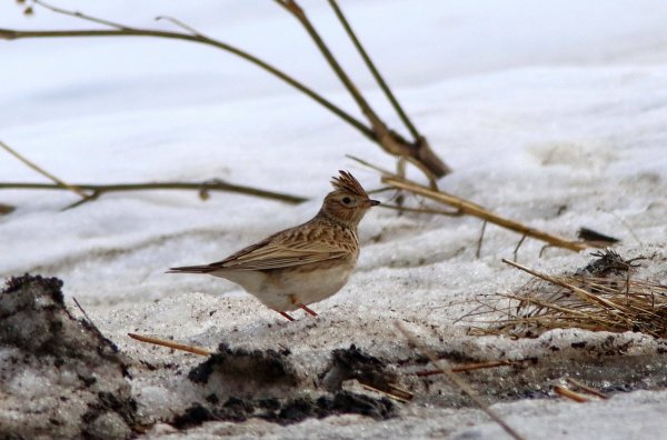 Полевой Жаворонок ранней весной