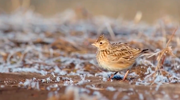 Жаворонки весной