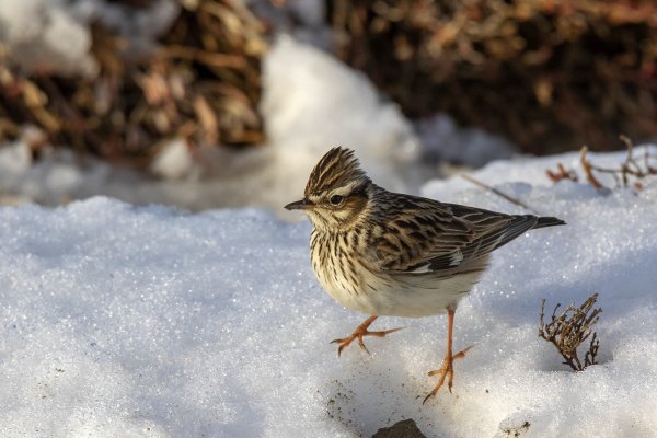 Полевой Жаворонок зимовка