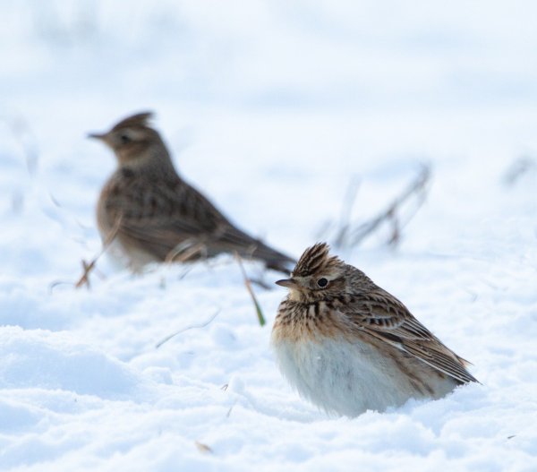 Полевой Жаворонок зимовка