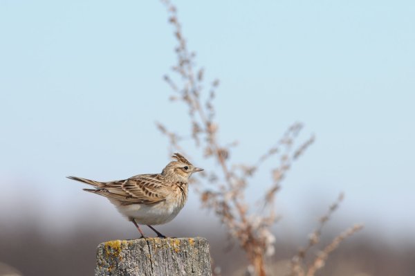 Степной Жаворонок зимой