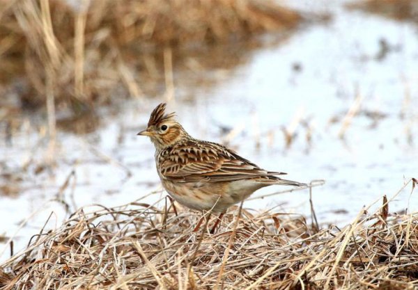 Полевой Жаворонок