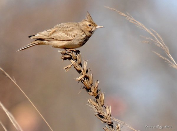Полевой Жаворонок голос