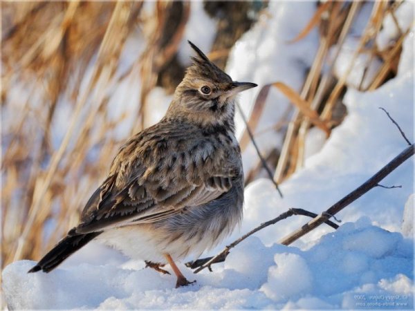 Хохлатый Жаворонок зимой