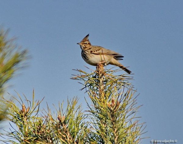 Полевой Жаворонок зимовка