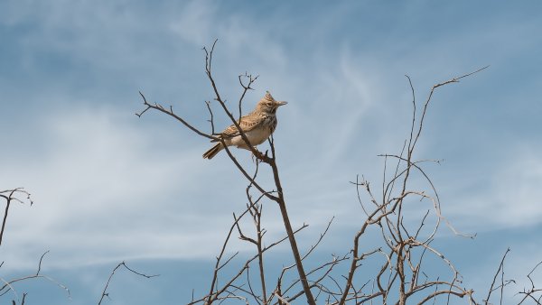 Весна Жаворонки