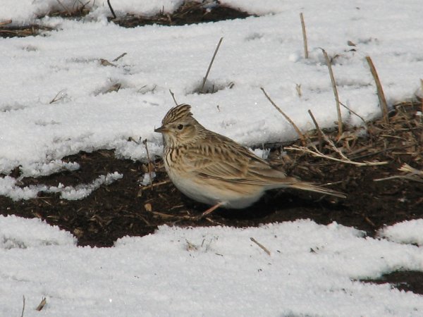 Жаворонки весной