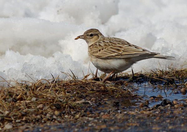 Жаворонок полевой самец
