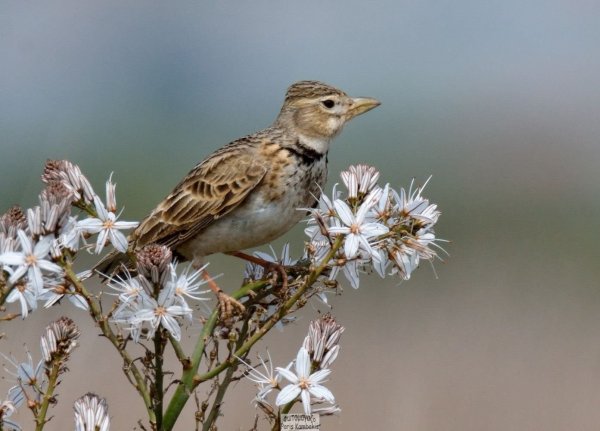 Полевой и Степной Жаворонок