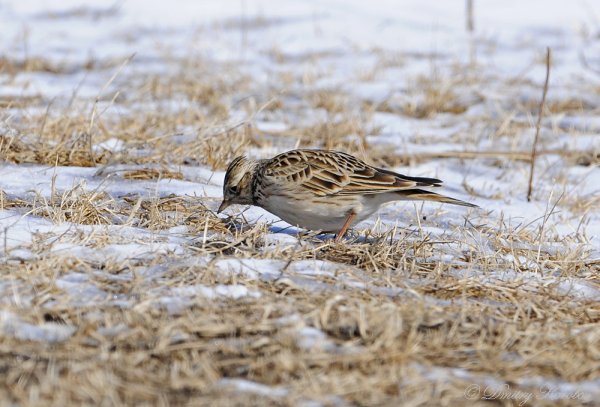 Жаворонок Дальневосточный